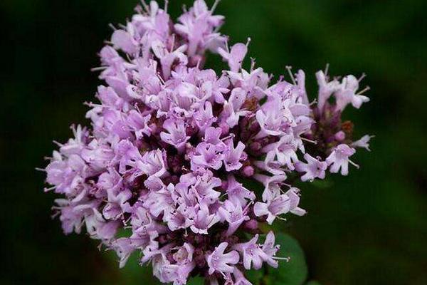 百里香圖片大全 百里香是什么 百里香花語及寓意