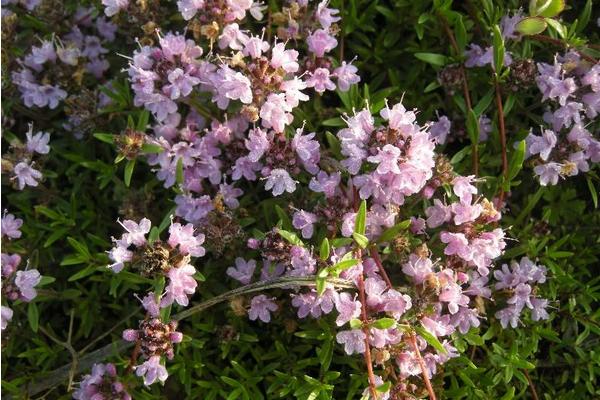 百里香圖片大全 百里香是什么 百里香花語及寓意