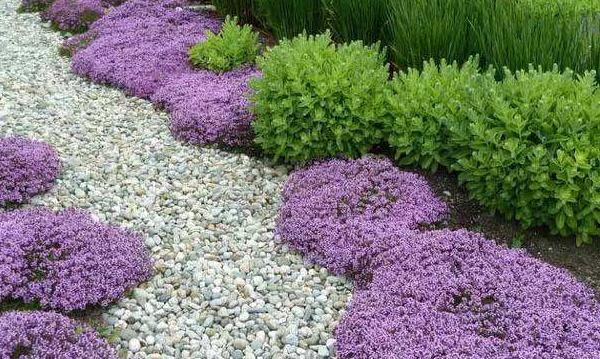 百里香圖片大全 百里香是什么 百里香花語及寓意