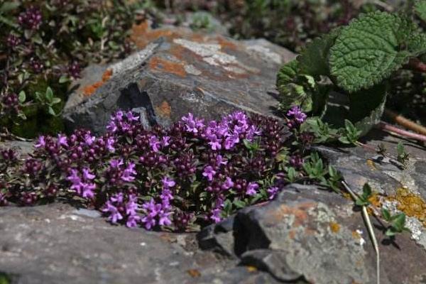 百里香圖片大全 百里香是什么 百里香花語及寓意