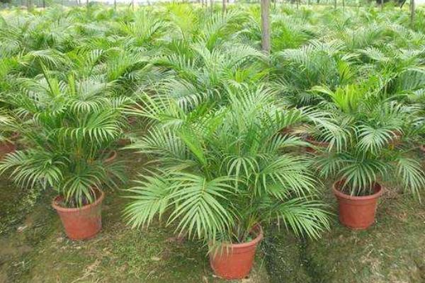 散尾葵好養(yǎng)嗎 散尾葵種子什么時候種