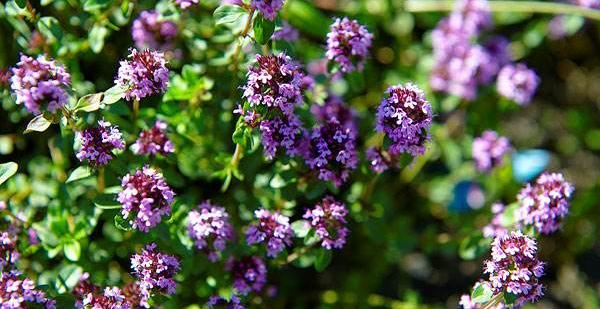 百里香產地在哪里 百里香的養殖方法