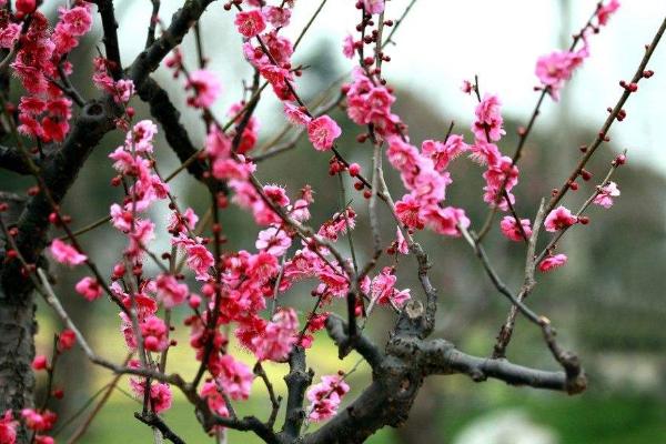 梅花圖片大全 梅花花語及寓意