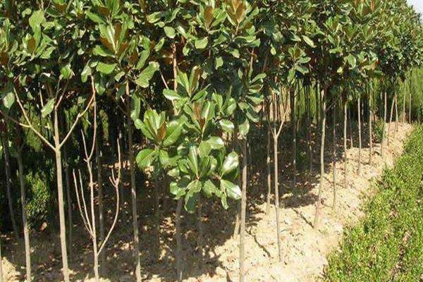 廣玉蘭樹苗市場價格多少錢一顆 廣玉蘭樹苗的種植方法