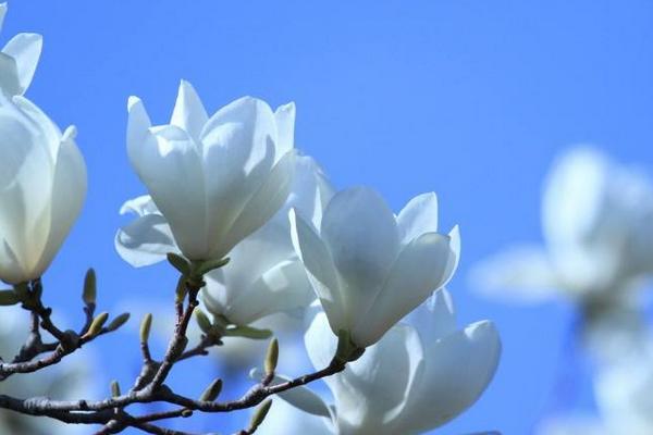 玉蘭種子什么時候種 玉蘭花是樹嗎