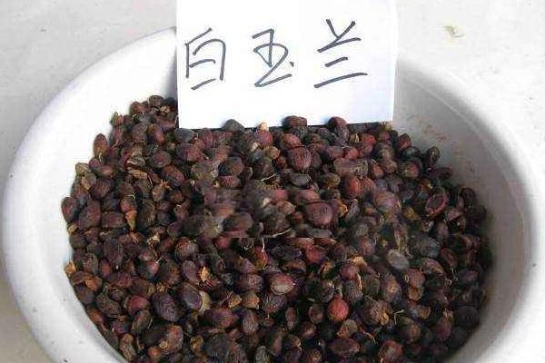 玉蘭種子什么時候種 玉蘭花是樹嗎