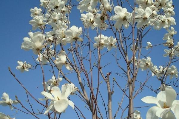 玉蘭種子什么時候種 玉蘭花是樹嗎