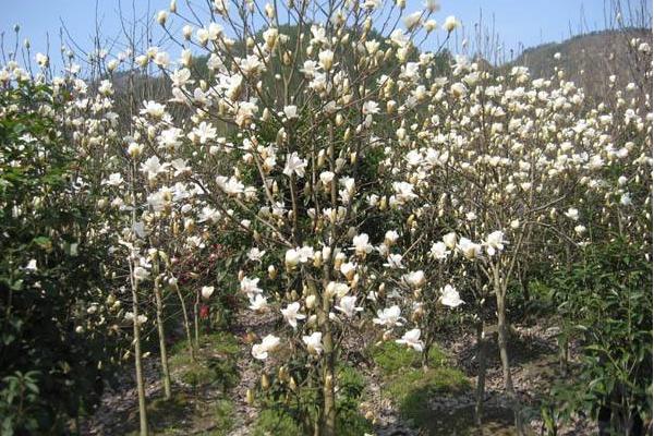 玉蘭種子什么時候種 玉蘭花是樹嗎