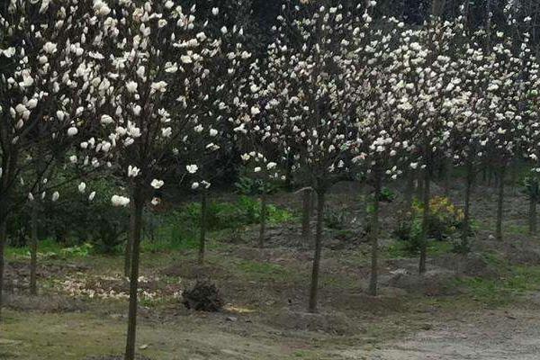 玉蘭種子什么時候種 玉蘭花是樹嗎