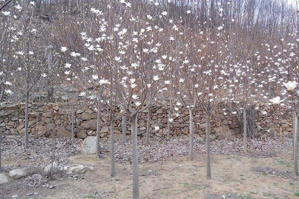 玉蘭種子什么時候種 玉蘭花是樹嗎