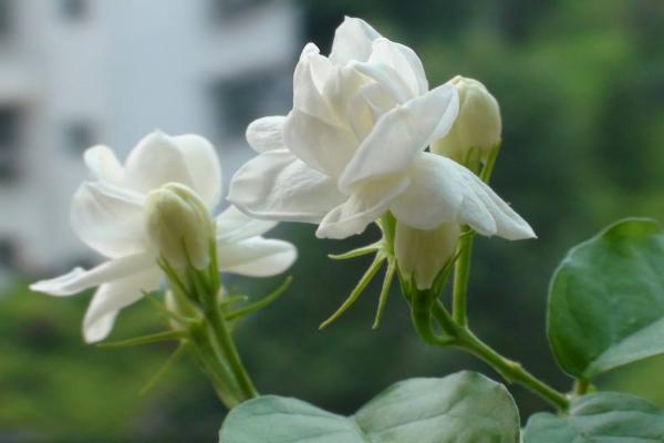 茉莉花的功效與作用 茉莉花藥用價值