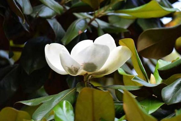 玉蘭花、廣玉蘭、木玉蘭的區(qū)別是什么  玉蘭怎么繁殖