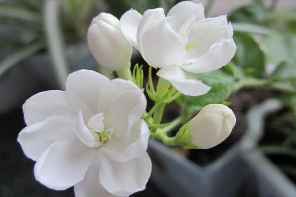 養(yǎng)茉莉花用什么土好 茉莉花開花后怎么辦