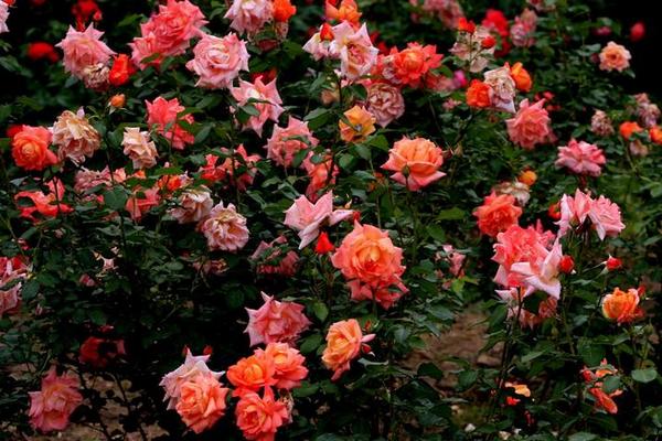 月季和玫瑰的區別是什么 月季怎么養護