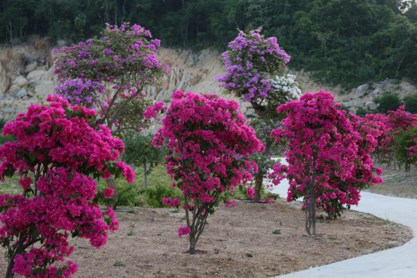 三角梅怎么澆水（多久澆一次） 三角梅葉子發黃怎么辦