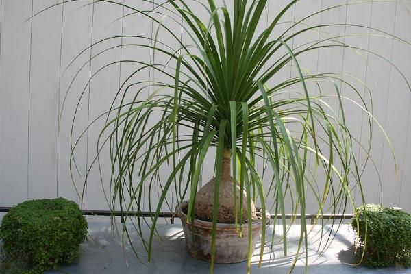 酒瓶蘭怎么澆水（多久澆一次） 酒瓶蘭如何水培