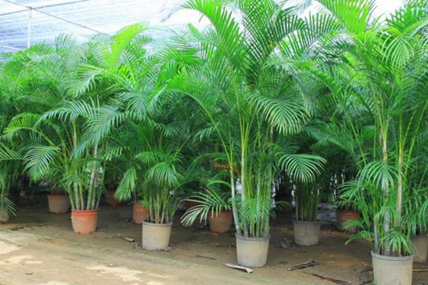 散尾葵和鳳尾竹的區別是什么(哪個貴) 散尾葵有哪些作用價值