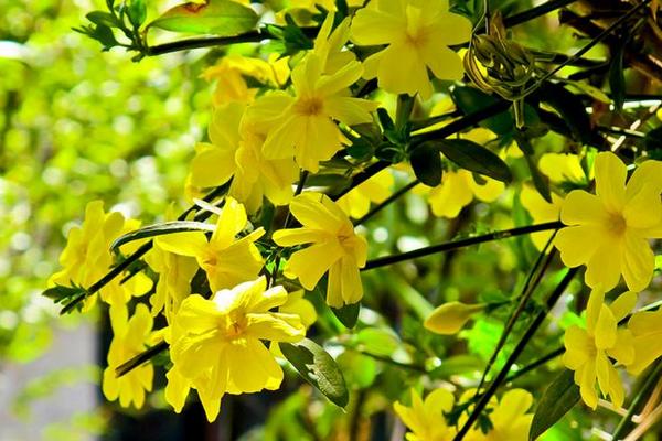 迎春花怎么養 迎春花養殖方法與注意事項