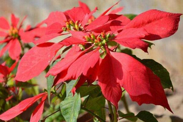 一品紅什么時(shí)候開花 一品紅花期是幾月