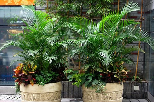 散尾葵爛根怎么辦 散尾葵怎么施肥