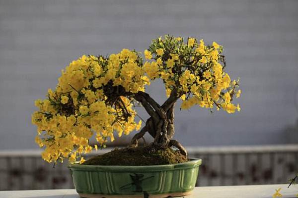 迎春花怎么澆水（多久澆一次） 迎春花葉子發黃怎么辦