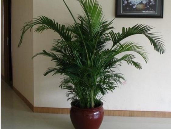 散尾葵和鳳尾竹的區別是什么(哪個貴) 散尾葵有哪些作用價值