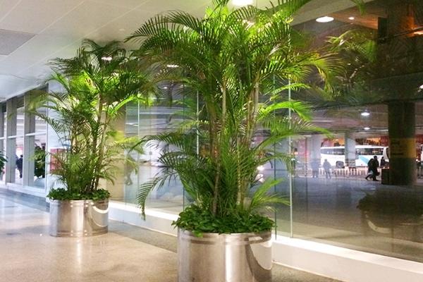 散尾葵和鳳尾竹的區別是什么(哪個貴) 散尾葵有哪些作用價值