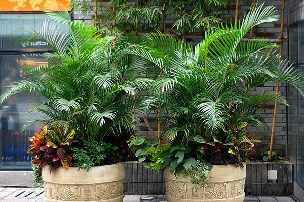 散尾葵和鳳尾竹的區別是什么(哪個貴) 散尾葵有哪些作用價值