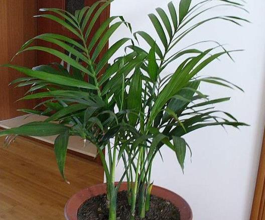 散尾葵和鳳尾竹的區別是什么(哪個貴) 散尾葵有哪些作用價值