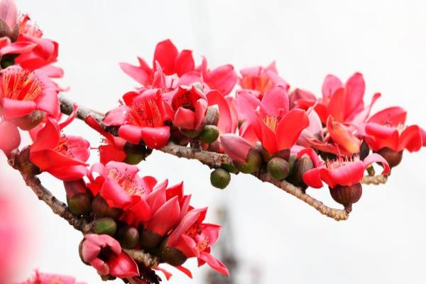 木棉纖維市場價格多少錢一斤 木棉纖維的特點