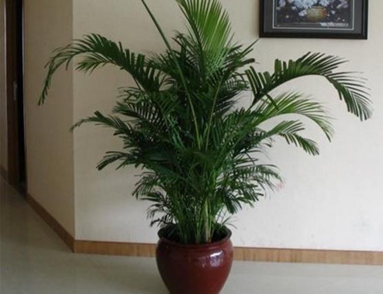 散尾葵爛根怎么辦 散尾葵怎么施肥