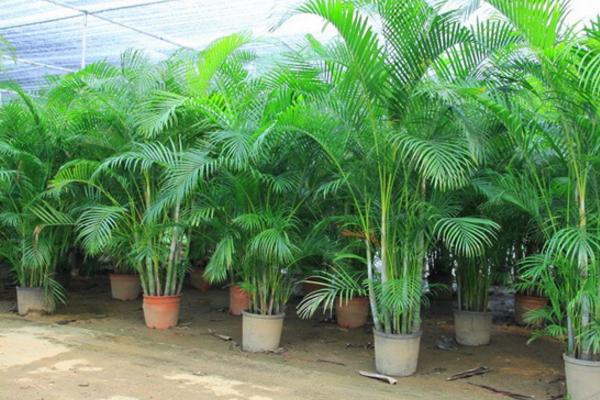 散尾葵爛根怎么辦 散尾葵怎么施肥