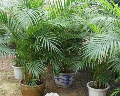 散尾葵爛根怎么辦 散尾葵怎么施肥