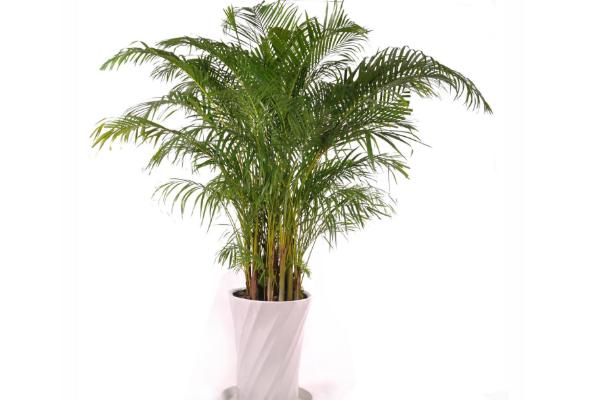 散尾葵爛根怎么辦 散尾葵怎么施肥