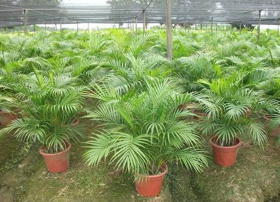 散尾葵爛根怎么辦 散尾葵怎么施肥