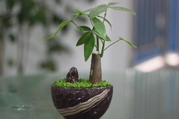 小發財樹怎么養 如何盆栽養好發財樹