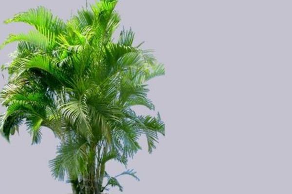 散尾葵圖片大全 散尾葵的花語及寓意