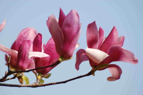 玉蘭花功效與作用 玉蘭花藥用價值