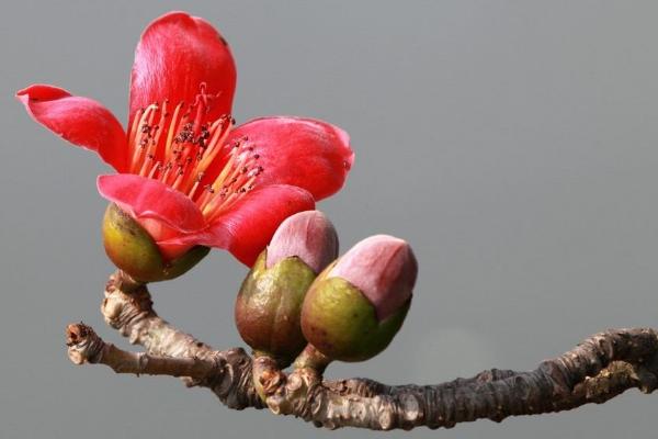 木棉功效與作用 木棉藥用價值 