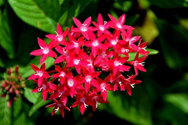 仙丹花功效與作用 仙丹花藥用價(jià)值