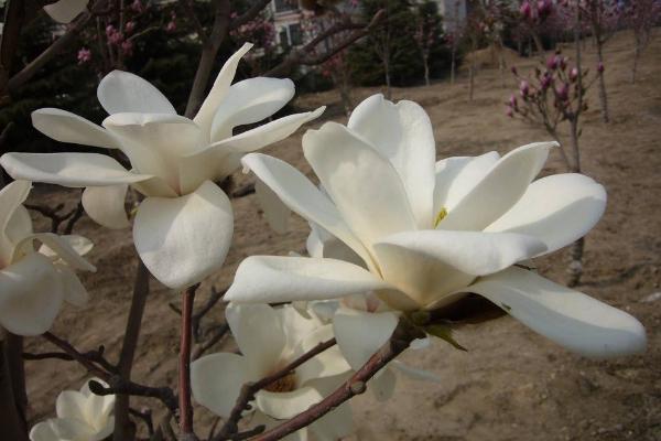 玉蘭花圖片大全 玉蘭花花語(yǔ)及寓意