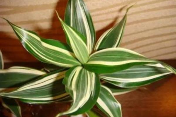 巴西鐵怎么澆水(多久澆一次) 巴西鐵的養(yǎng)殖方法