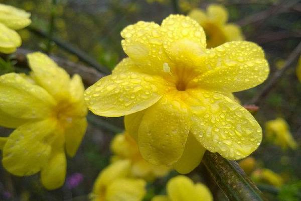 迎春花和連翹的區別是什么  迎春花和迎夏的區別