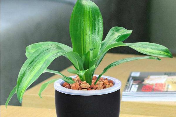 巴西鐵怎么澆水(多久澆一次) 巴西鐵的養(yǎng)殖方法