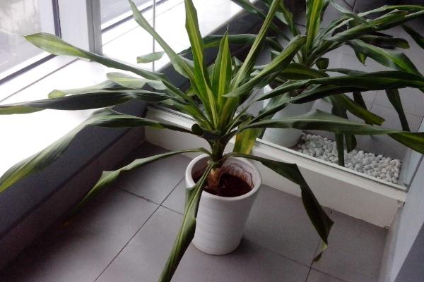 巴西鐵怎么澆水(多久澆一次) 巴西鐵的養(yǎng)殖方法