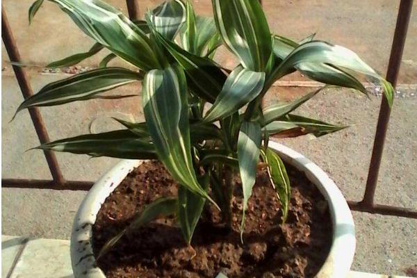 巴西鐵怎么澆水(多久澆一次) 巴西鐵的養(yǎng)殖方法