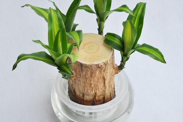 巴西鐵怎么澆水(多久澆一次) 巴西鐵的養(yǎng)殖方法