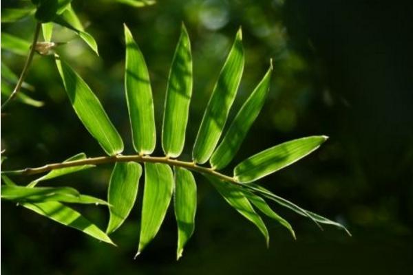 鳳尾竹和散尾葵的區別是什么（哪個貴） 鳳尾竹的作用有哪些