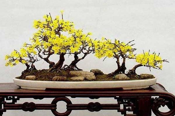 迎春花盆景怎么做造型好看  迎春花盆景的養殖方法