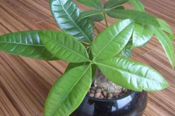 發財樹放在家里哪個位置對風水好 家里養發財樹好嗎